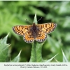 euphydryas aurinia male bogossky 2